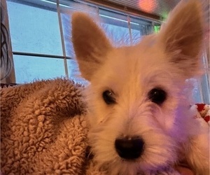 West Highland White Terrier Puppy for sale in COLUMBIA, MO, USA