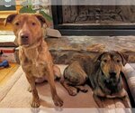 Small #5 Mountain Cur Mix