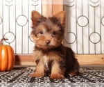 Small #1 Yorkshire Terrier