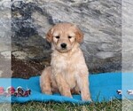 Small Photo #5 Goldendoodle (Miniature) Puppy For Sale in STRASBURG, PA, USA