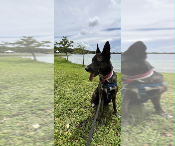Medium Photo #1 German Shepherd Dog-Holland Shepherd Mix Puppy For Sale in Imlay City, MI, USA