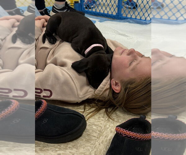 Medium Photo #2 Golden Retriever-Unknown Mix Puppy For Sale in Wenonah, NJ, USA