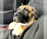 Small Photo #29 Cane Corso Puppy For Sale in BEECH GROVE, IN, USA