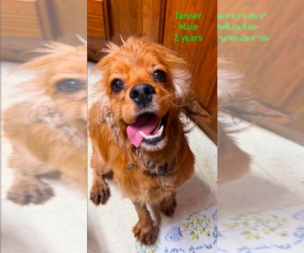 Medium Photo #1 Cocker Spaniel Puppy For Sale in Aurora, IN, USA