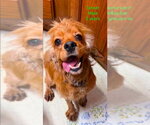 Small Cocker Spaniel