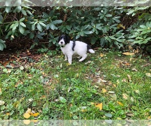 Sheepadoodle Puppy for sale in EAST FALMOUTH, MA, USA