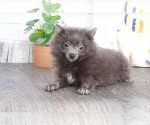 Medium Pomeranian