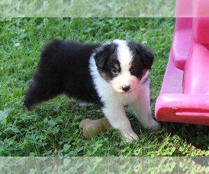 Australian Shepherd Puppy for sale in KANSAS, OK, USA