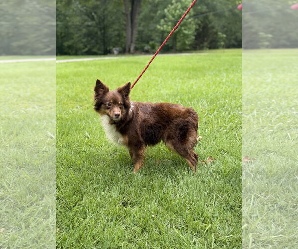 Medium Photo #3 Papillon Puppy For Sale in Yardley, PA, USA