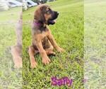 Puppy Sally Doberman Pinscher-Mastiff Mix
