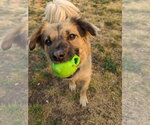 Small Photo #3 Chihuahua-Unknown Mix Puppy For Sale in South Bend, IN, USA