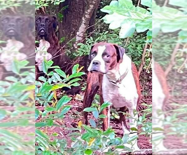 Medium Photo #4 Boxer Puppy For Sale in Dumont, NJ, USA