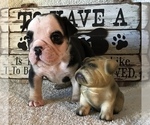 Small Photo #3 Olde English Bulldogge Puppy For Sale in CYNTHIANA, IN, USA