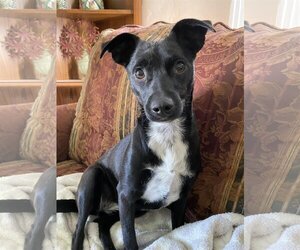 Miniature Pinscher-Unknown Mix Dogs for adoption in Arlington, WA, USA