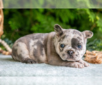 Small #4 French Bulldog