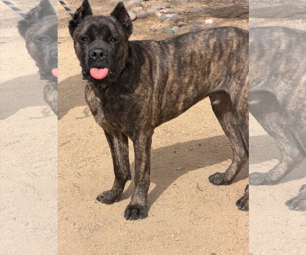 Medium Photo #2 Mutt Puppy For Sale in Goodyear, AZ, USA