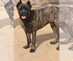 Small #1 Mutt