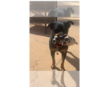 Small Photo #13 Rottweiler Puppy For Sale in Gilbert, AZ, USA