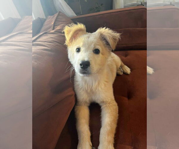 Medium Photo #2 Retriever -Unknown Mix Puppy For Sale in Grafton, WI, USA