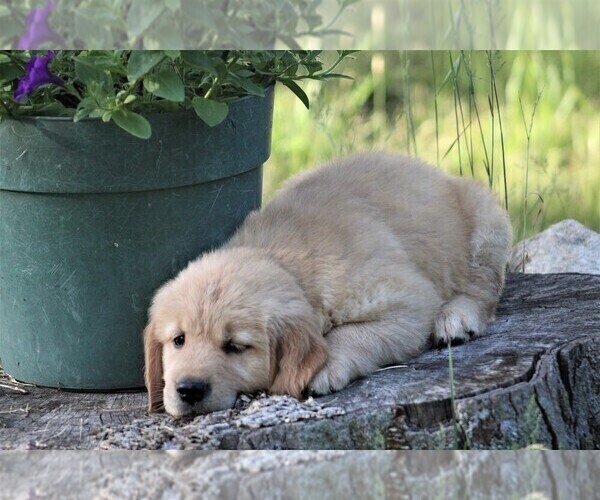 Medium Photo #5 Golden Retriever Puppy For Sale in JONES, MI, USA