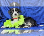 Small #5 Jack Russell Terrier Mix