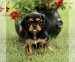 Small #2 Cavalier King Charles Spaniel