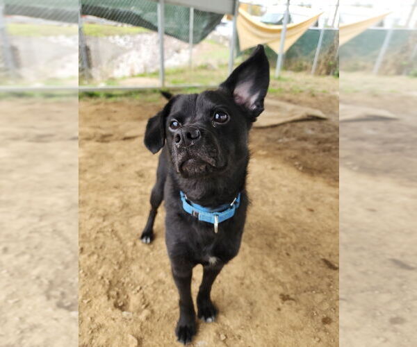 Medium Photo #1 Mutt Puppy For Sale in Evansville, IN, USA