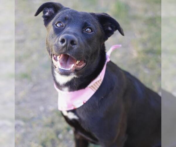 Medium Photo #2 Labrador Retriever Puppy For Sale in San Antonio, TX, USA