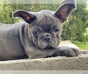 French Bulldog Puppy for sale in ERIAL, NJ, USA