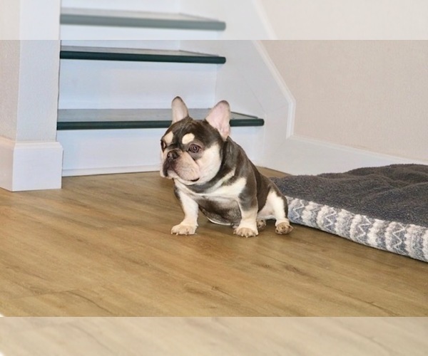 Medium Photo #1 French Bulldog Puppy For Sale in CORAL SPRINGS, FL, USA