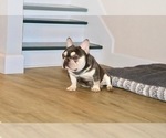 Small Photo #1 French Bulldog Puppy For Sale in CORAL SPRINGS, FL, USA