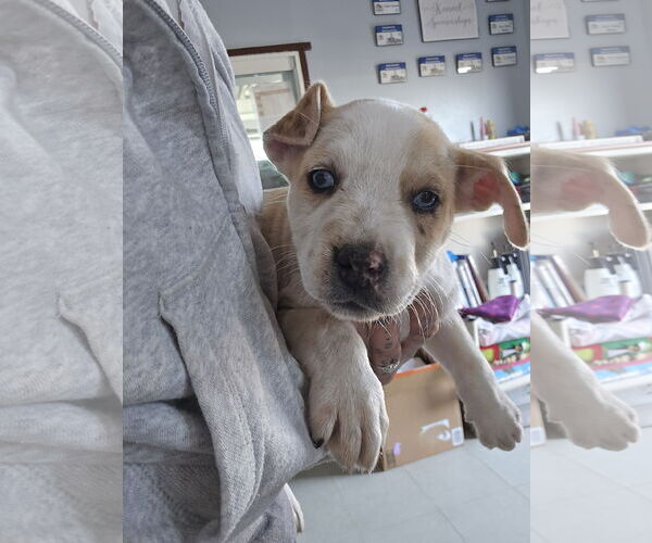 Medium Photo #2 Australian Shepherd-Unknown Mix Puppy For Sale in Aurora, CO, USA