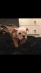 Small Photo #4 English Bulldog Puppy For Sale in STOUGHTON, MA, USA
