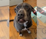 Small #3 American Staffordshire Terrier-Labrador Retriever Mix