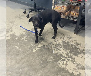 American Pit Bull Terrier-Unknown Mix Dogs for adoption in Tallahassee, FL, USA