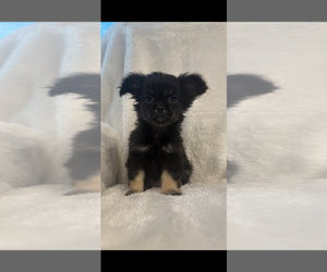 Cheeks Puppy for Sale in SHERMAN, Texas USA