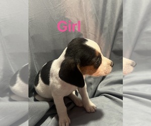 Beagle Puppy for sale in JADWIN, MO, USA