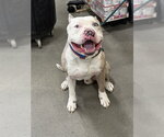 Small Mutt
