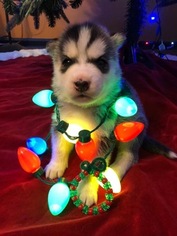 Siberian Husky Puppy for sale in MOORE, SC, USA