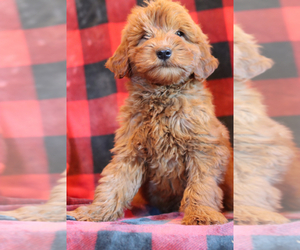 Goldendoodle Puppy for sale in ITASCA, TX, USA