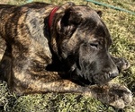 Small Photo #5 Presa Canario Puppy For Sale in LEVITTOWN, PA, USA