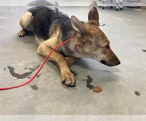 German Shepherd Dog Dogs for adoption in Camarillo, CA, USA