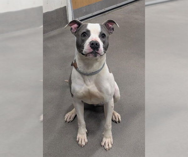 Medium Photo #1 Mutt Puppy For Sale in Forestville, MD, USA