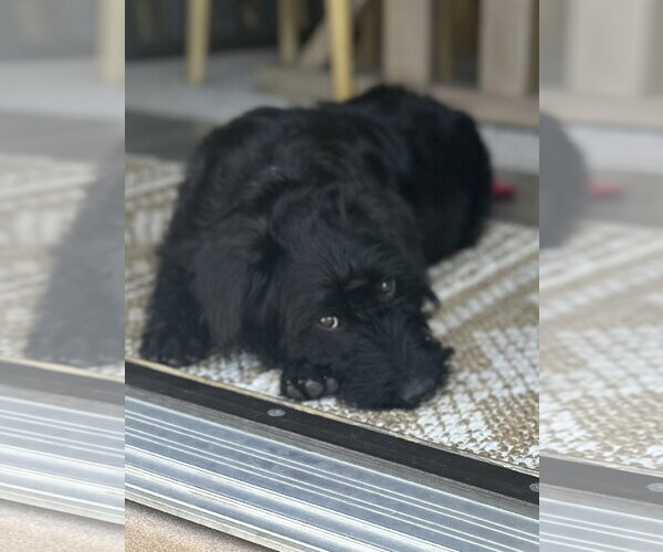 Medium Photo #3 Poodle (Standard)-Unknown Mix Puppy For Sale in Sandy, UT, USA