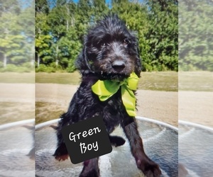 Labradoodle Puppy for sale in BELCOURT, ND, USA