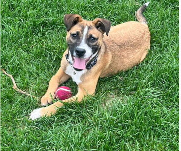 Medium Photo #2 Boxer-Staffordshire Bull Terrier Mix Puppy For Sale in Princeton, MN, USA