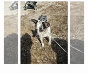 Australian Stumpy Tail Cattle Dog-Unknown Mix Puppy for sale in HAZLETON, IA, USA