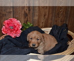 Small Photo #4 Golden Retriever Puppy For Sale in GREENWOOD, WI, USA