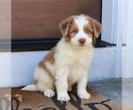 Blaze - Male Bernedoodle (Miniature) Puppy for Sale - Photo #3