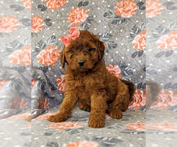 Medium Photo #3 Irish Doodle Puppy For Sale in PEACH BOTTOM, PA, USA